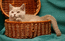 Ники  - скоттиш страйт, окрас лиловый, от кота Кирилла.Scottish fold cattery Laoni