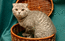 Lisana Laoni - Скоттиш фолд/шотландская вислоухая кошка, окрас а24, котенок от кота Кирилла./ Scottish fold cattery Laoni