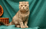 Lisana Laoni - Скоттиш фолд/шотландская вислоухая кошка, окрас а24, котенок от кота Кирилла./Scottish fold cattery Laoni