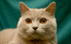 Питомник "Laoni"/Scottish fold.Шотландская вислоухая кошка.Шоколадный окрас.Котенок от кота Кирилла